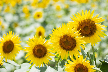 夏のひまわり畑