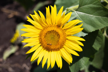 夏のひまわり畑