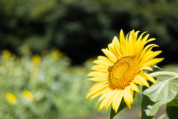 夏のひまわり畑
