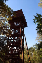 forest edge and observation tower view of the cedar forest