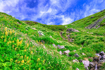 白馬岳の高山植物のお花畑