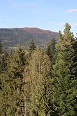forest edge and observation tower view of the cedar forest