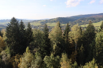 forest edge and observation tower view of the cedar forest