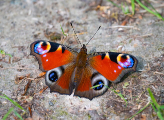 The Peacock Butterfly