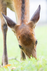 鹿のクローズアップ