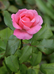 PINK ROSE WITH GREEN LEAVES IN THE GARDEN. 