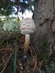 mushroom in the forest
