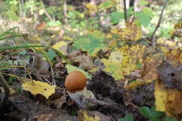 a real forest boletus in the autumn forest hid behind the grass on a sunny day