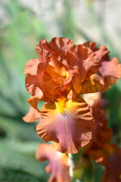 Tall bearded iris Chippendale