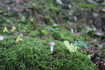 a real forest boletus in the autumn forest hid behind the grass on a sunny day