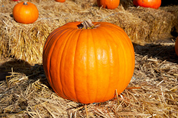 orange pumpkin Gold Fever lies on a haystack on a sunny autumn day