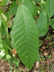 close up of green leaves