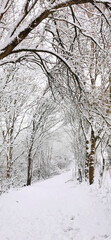 White snowy landscape with a beautiful path through a forest covered in snow in christmas season