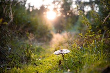 Ein einzelner Pilz steht im Sonnenuntergang im Wald im Gras