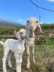Fototapeta premium two little lambs