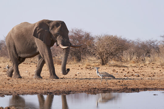 Large male African Elephant (Loxodonta africana) at a waterhole in Etosha National Park, Namibia. Kori Bustard (Ardeotis kori) at waters edge. 