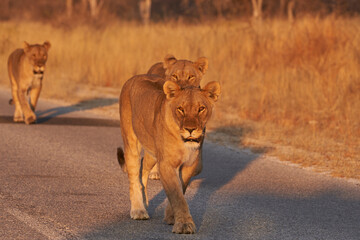 Pride of African Lions (Panthera Leo) heading off to hunt as dusk approaches in Etosha National Park, Namibia
