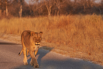 Pride of African Lions (Panthera Leo) heading off to hunt as dusk approaches in Etosha National...