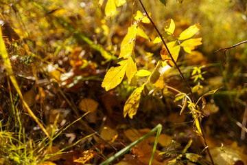 yellow autumn leaves
