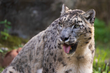 ユキヒョウの顔アップ