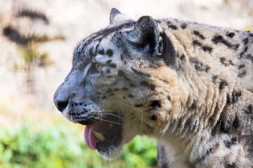 ユキヒョウの顔アップ