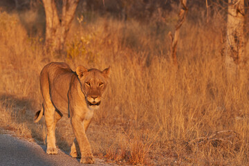 Fototapeta na wymiar Pride of African Lions (Panthera Leo) heading off to hunt as dusk approaches in Etosha National Park, Namibia