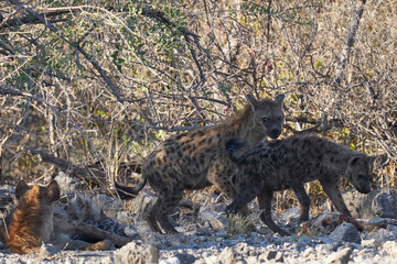 Obraz premium Family group of Spotted Hyaena (Crocuta crocuta) with young in the bushes of Etosha National Park, Namibia