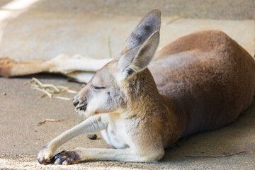 眠たそうなカンガルー