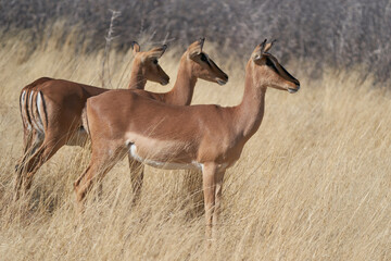 Black-faced Impala (Aepyceros melampus petersi) in Etosha National Park, Namibia 