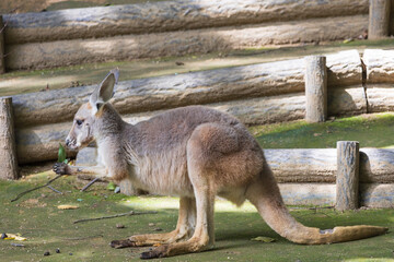 眠たそうなカンガルー