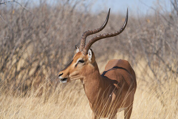 Black-faced Impala (Aepyceros melampus petersi) in Etosha National Park, Namibia 