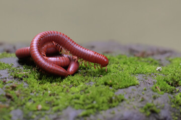Three rusty millipedes were coiling themselves on a rock overgrown with moss. This animal which has many legs has the scientific name Trigoniulus corallinus.