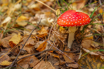 amanita muscaria fly agaric