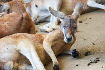眠たそうなカンガルー