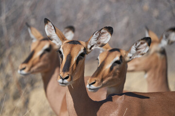 Black-faced Impala (Aepyceros melampus petersi) in Etosha National Park, Namibia 