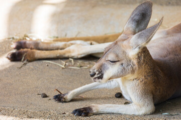 眠たそうなカンガルー