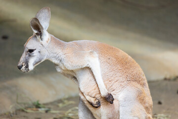 眠たそうなカンガルー