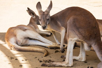 眠たそうなカンガルー