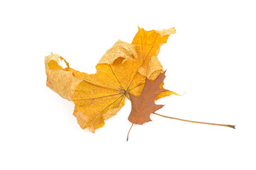 autumn leaves close-up on white background