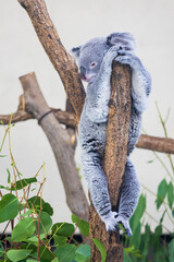 木の上にいるコアラ