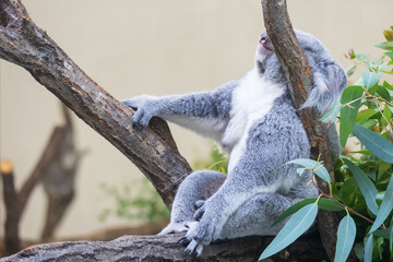 木の上にいるコアラ