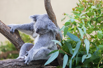 木の上にいるコアラ