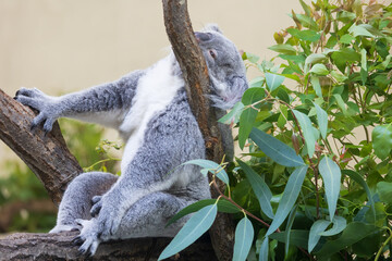 木の上にいるコアラ