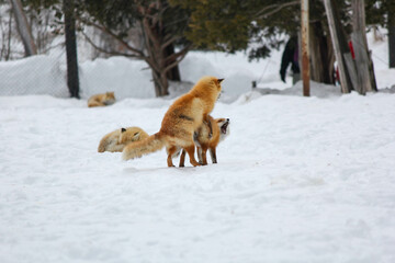 じゃれ合うキタキツネ『北海道・北見市』