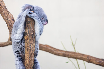 木の上にいるコアラ