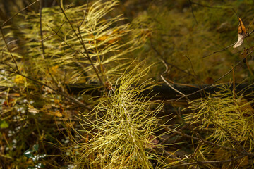 moss on the ground