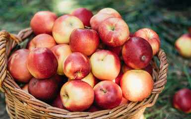 Apple harvest time. Ripe red apples in basket and in dark wooden crate on green grass. Apple picking. Orchard. Garden. harvesting on farm