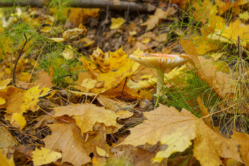 autumn leaves on the ground