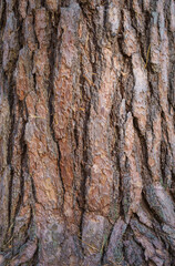 Fototapeta premium bark of a tree