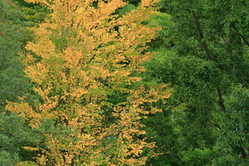 Obraz premium the beginning of fall